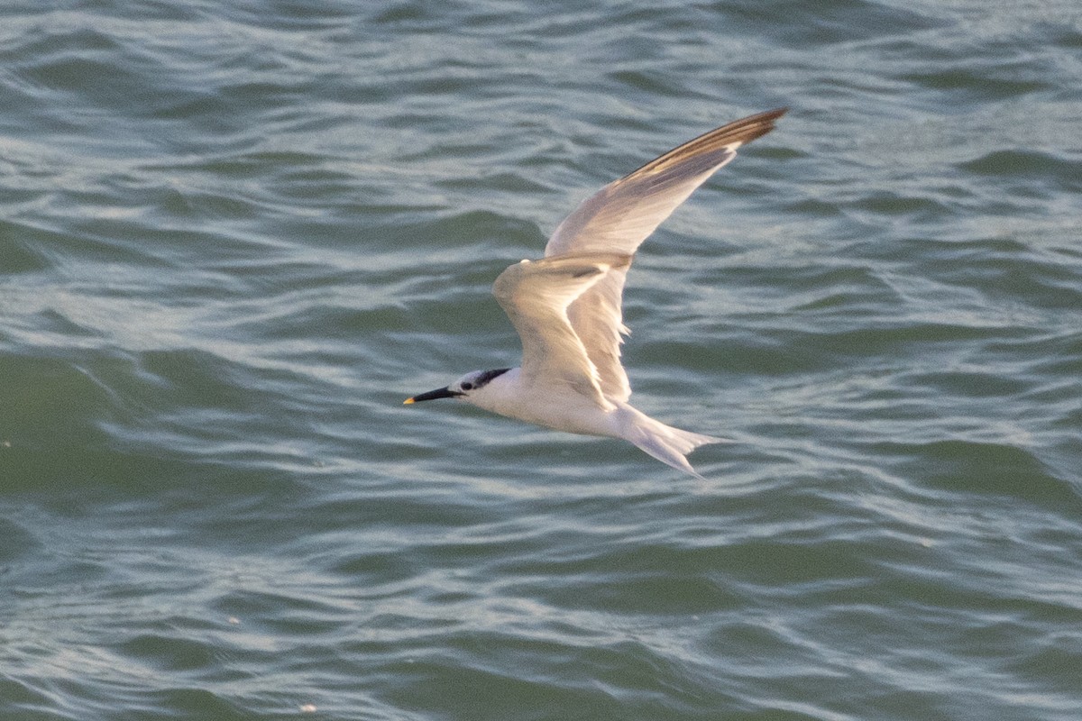 Sandwich Tern - ML644585096
