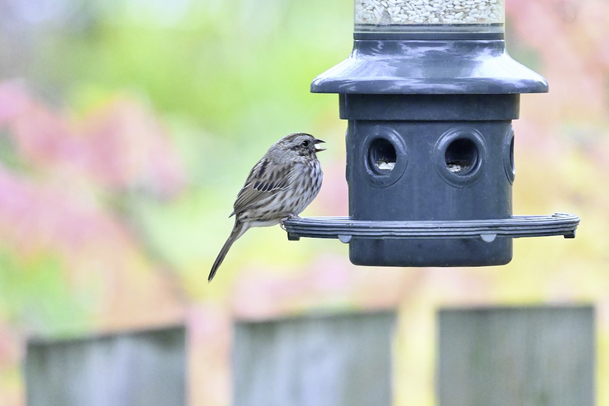 Ötücü Serçe - ML644585101