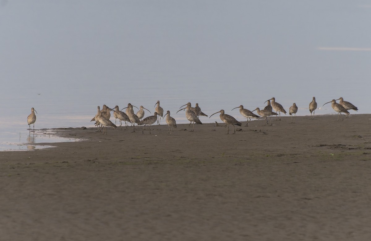 Eurasian Curlew - ML644585113