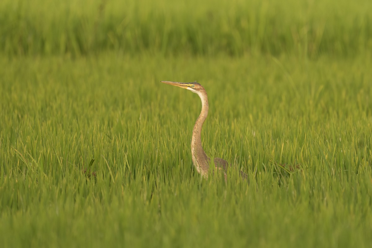 ムラサキサギ - ML644585114