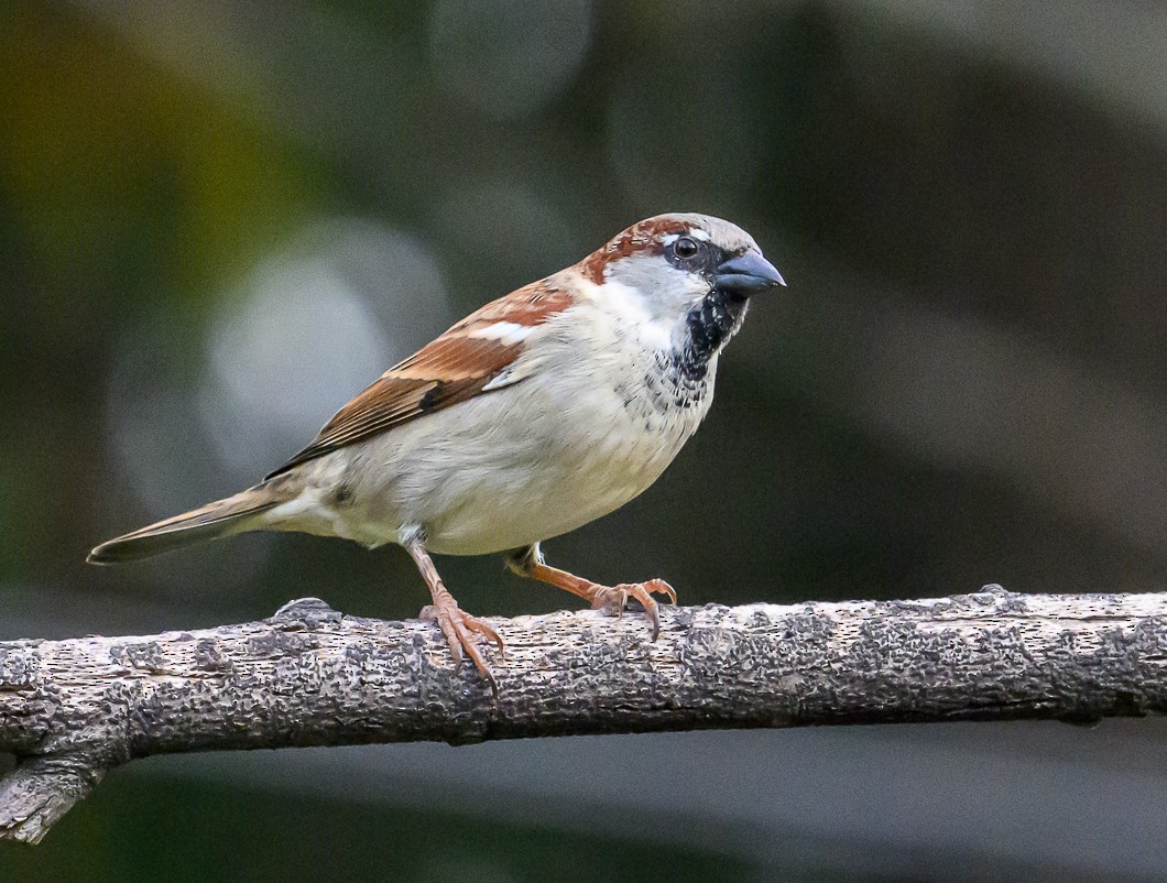 家麻雀 - ML644585120