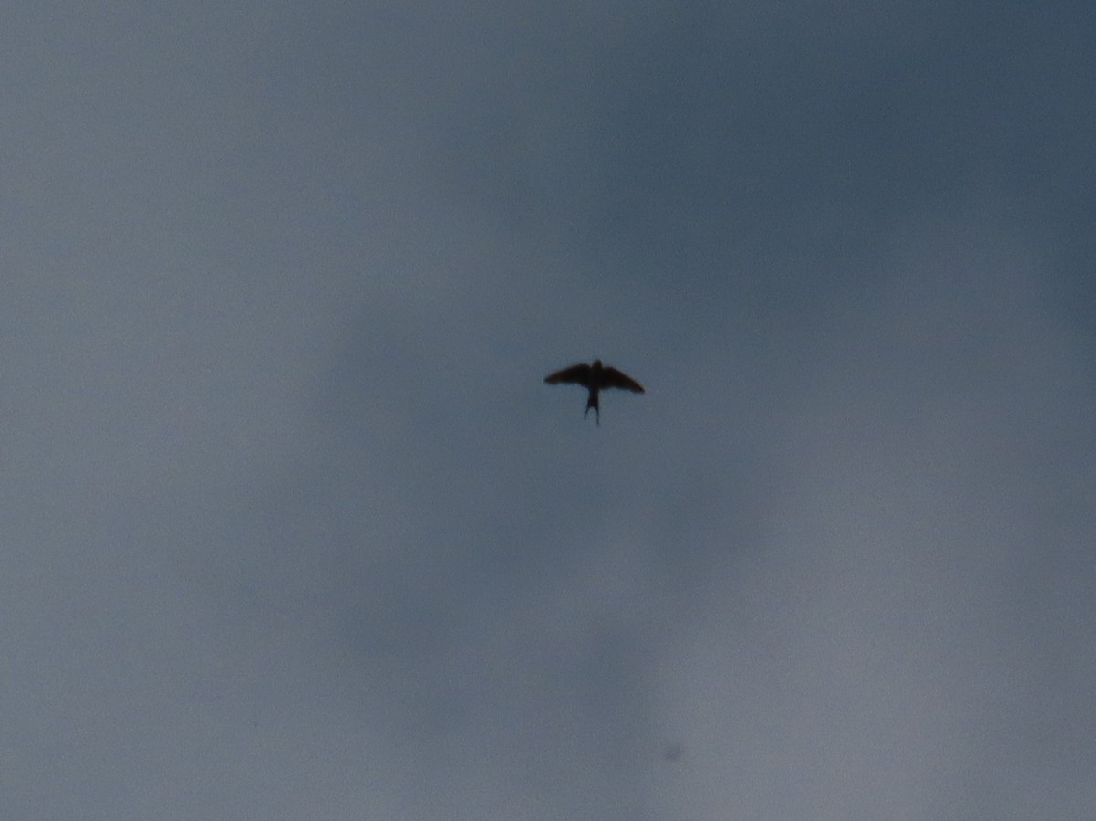 Alpine Swift - ML644585126