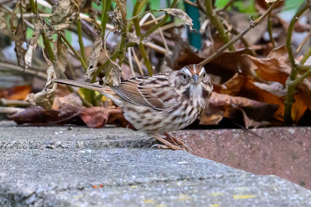 Ötücü Serçe - ML644585129