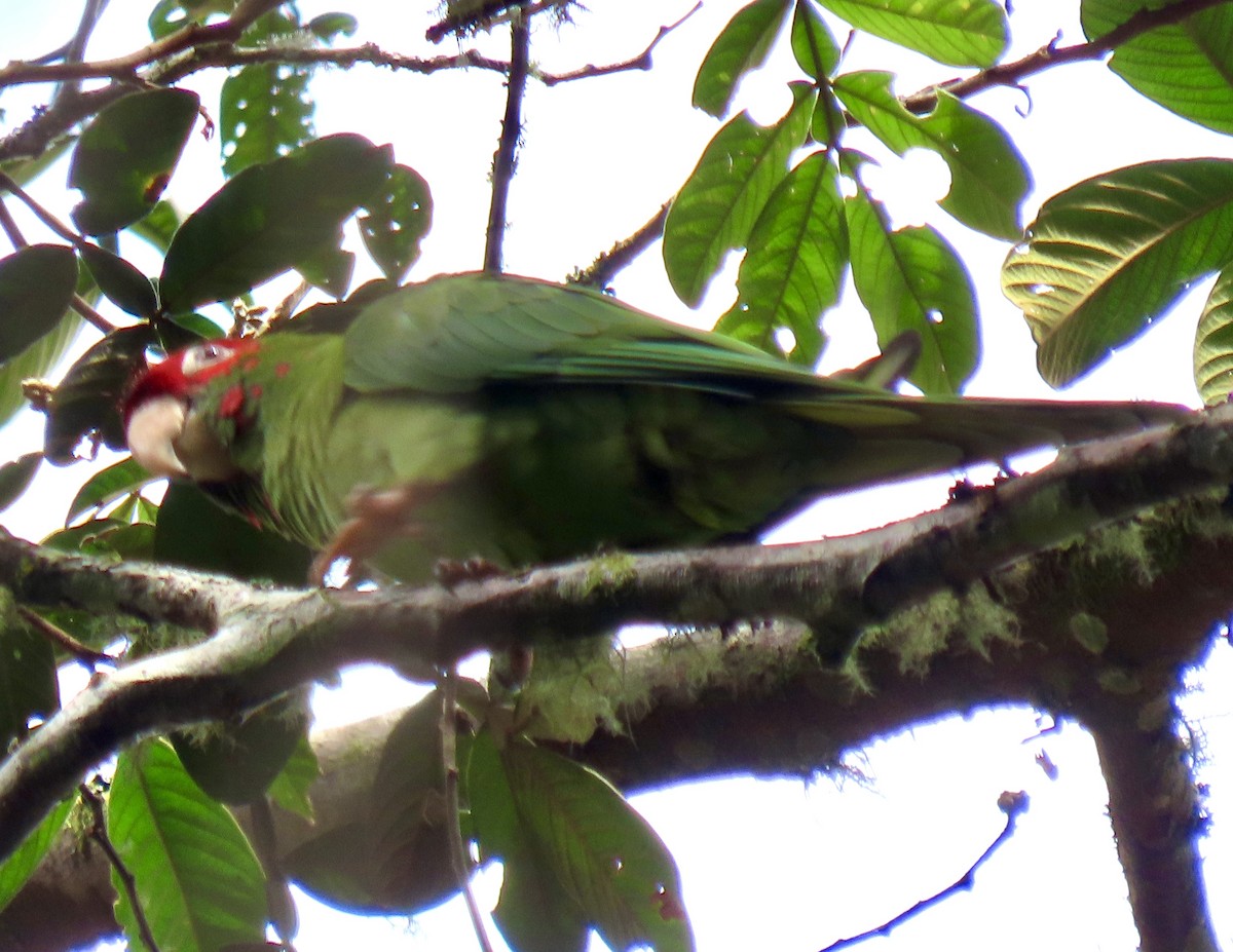 Mitred Parakeet - ML644585150