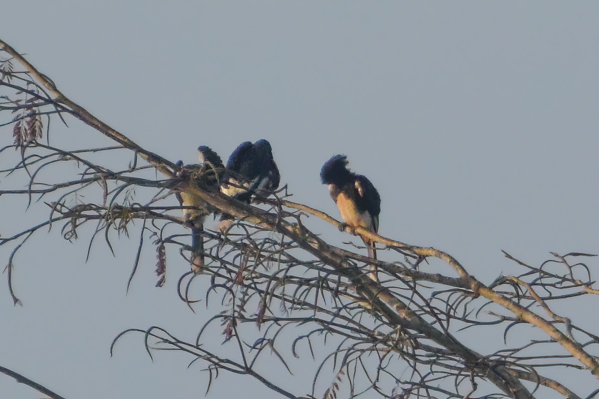 Piping Hornbill - ML644585153