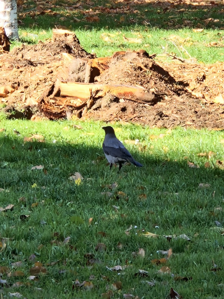 Leş Kargası - ML644585154