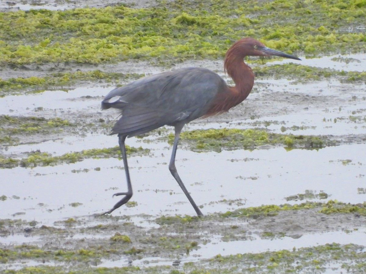Reddish Egret - ML644585156