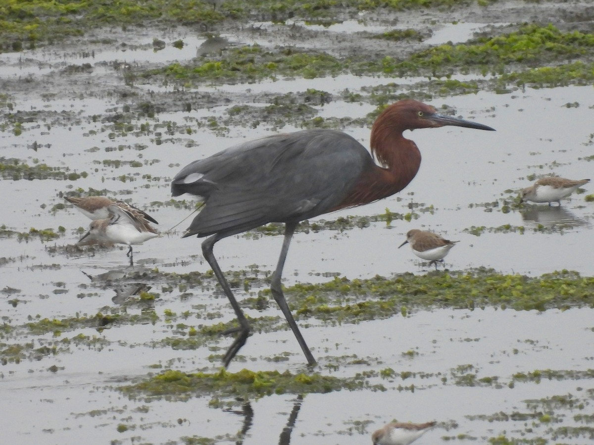 Reddish Egret - ML644585157