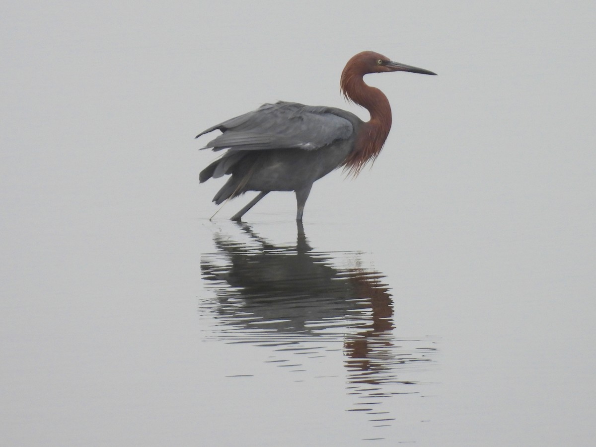 Reddish Egret - ML644585158