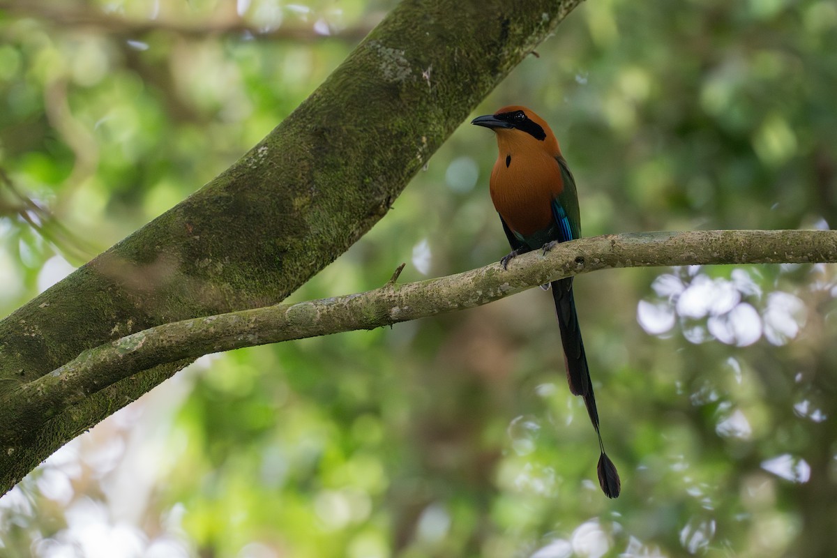 Motmot roux - ML644585176