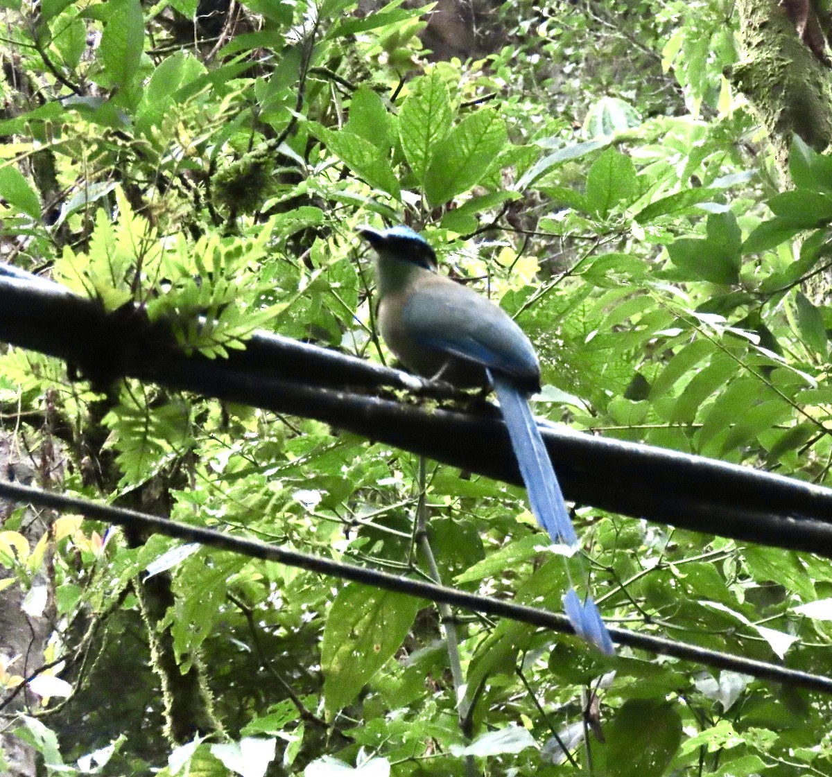 Andean Motmot - ML644585178