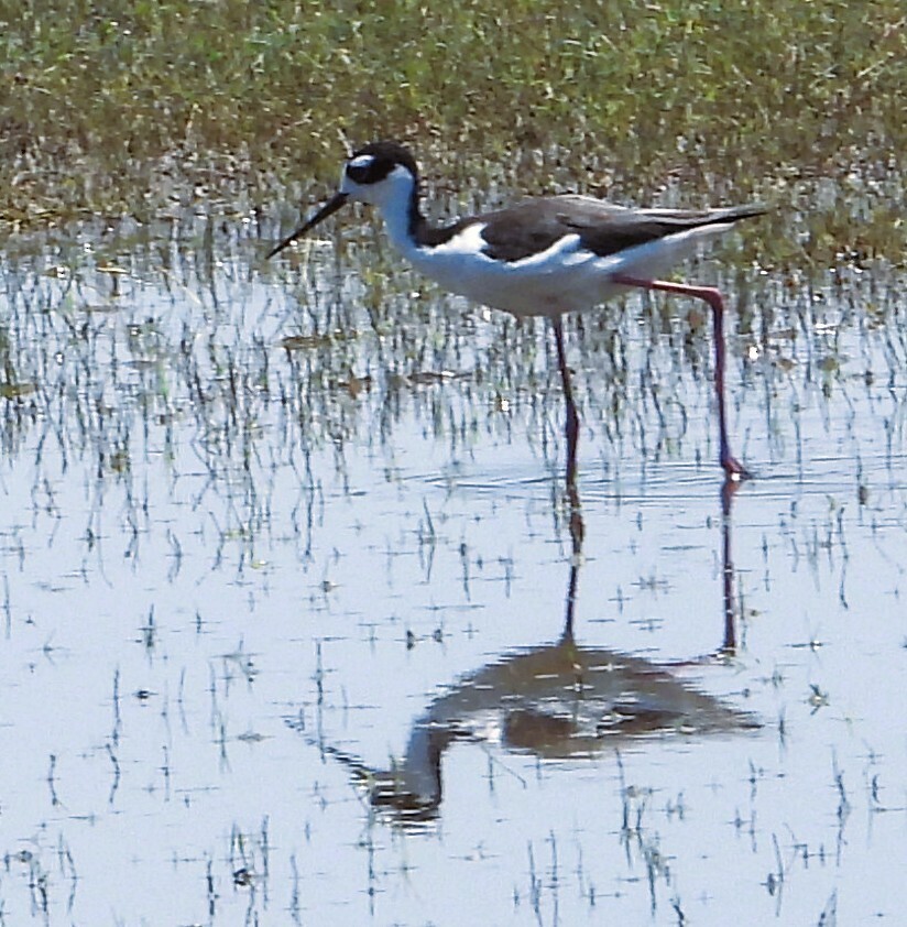 Black-necked Stilt - ML644585181