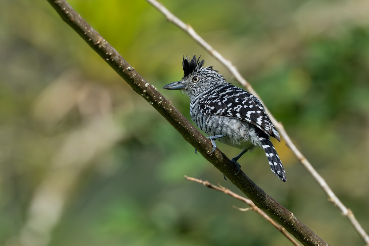 Batará Barrado - ML644585185