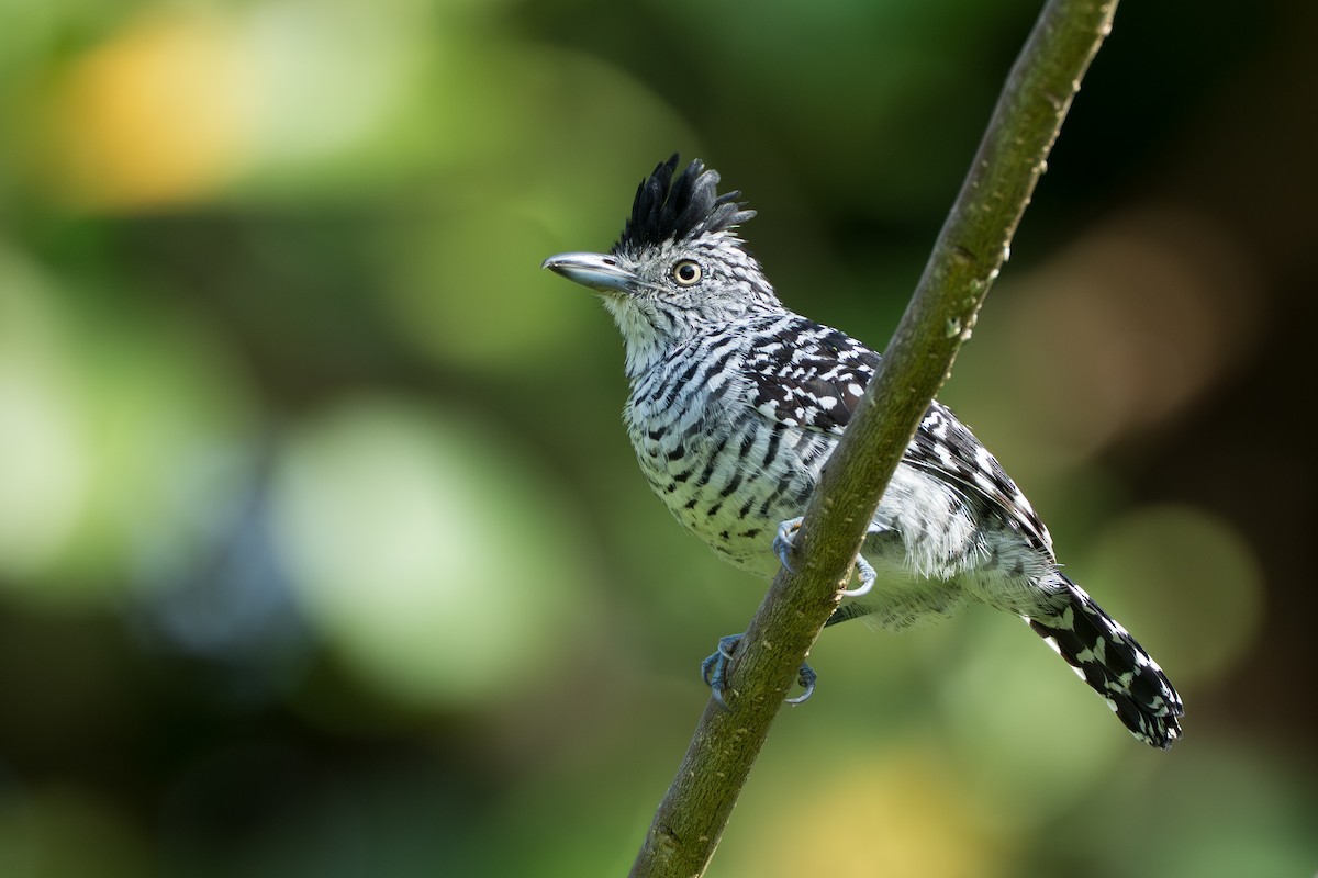 Batará Barrado - ML644585186