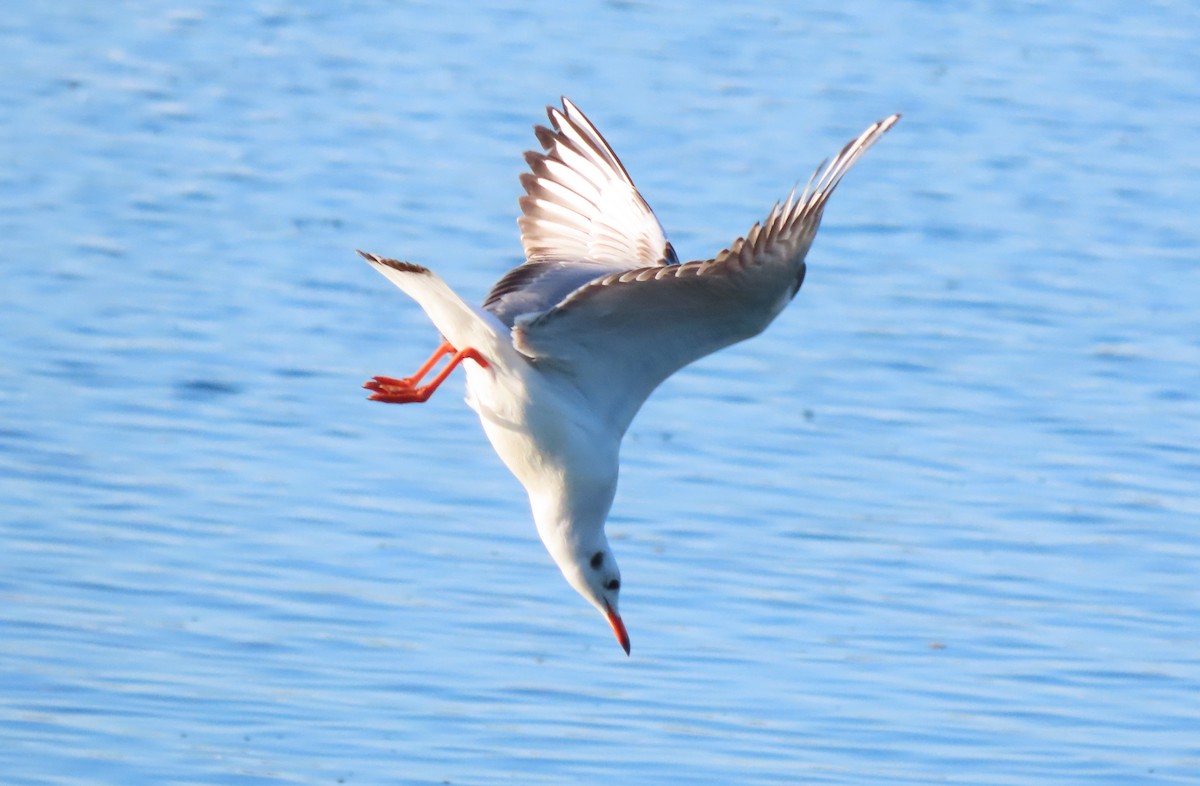Black-headed Gull - Tomás Gómez Caro
