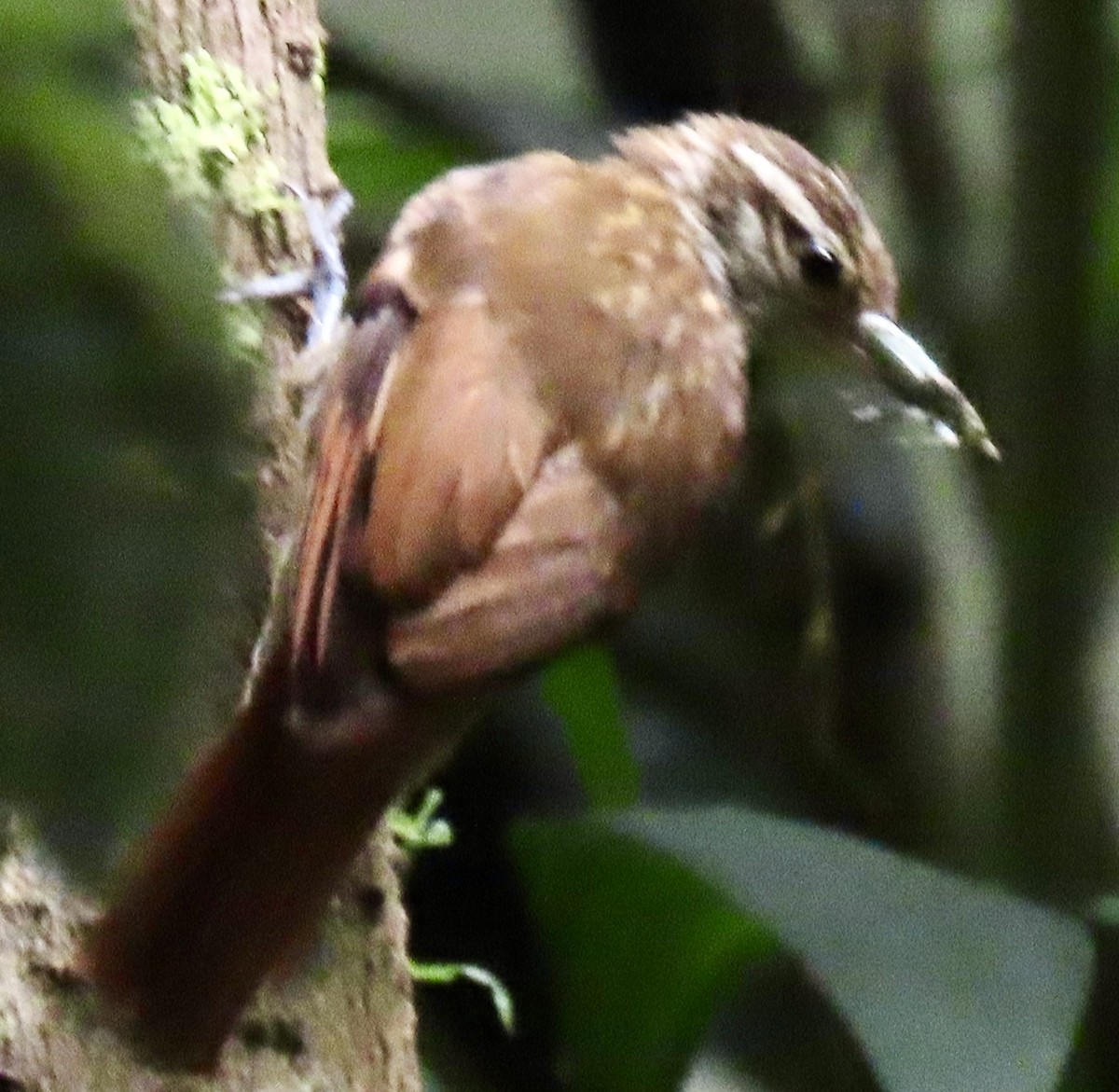 Streaked Xenops - ML644585190