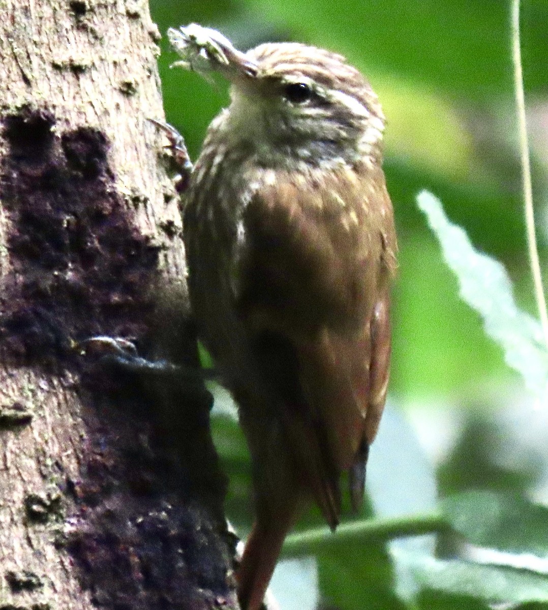 Streaked Xenops - ML644585191