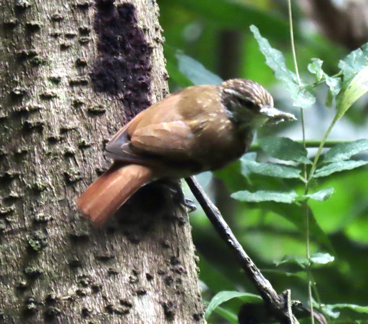 Streaked Xenops - ML644585192