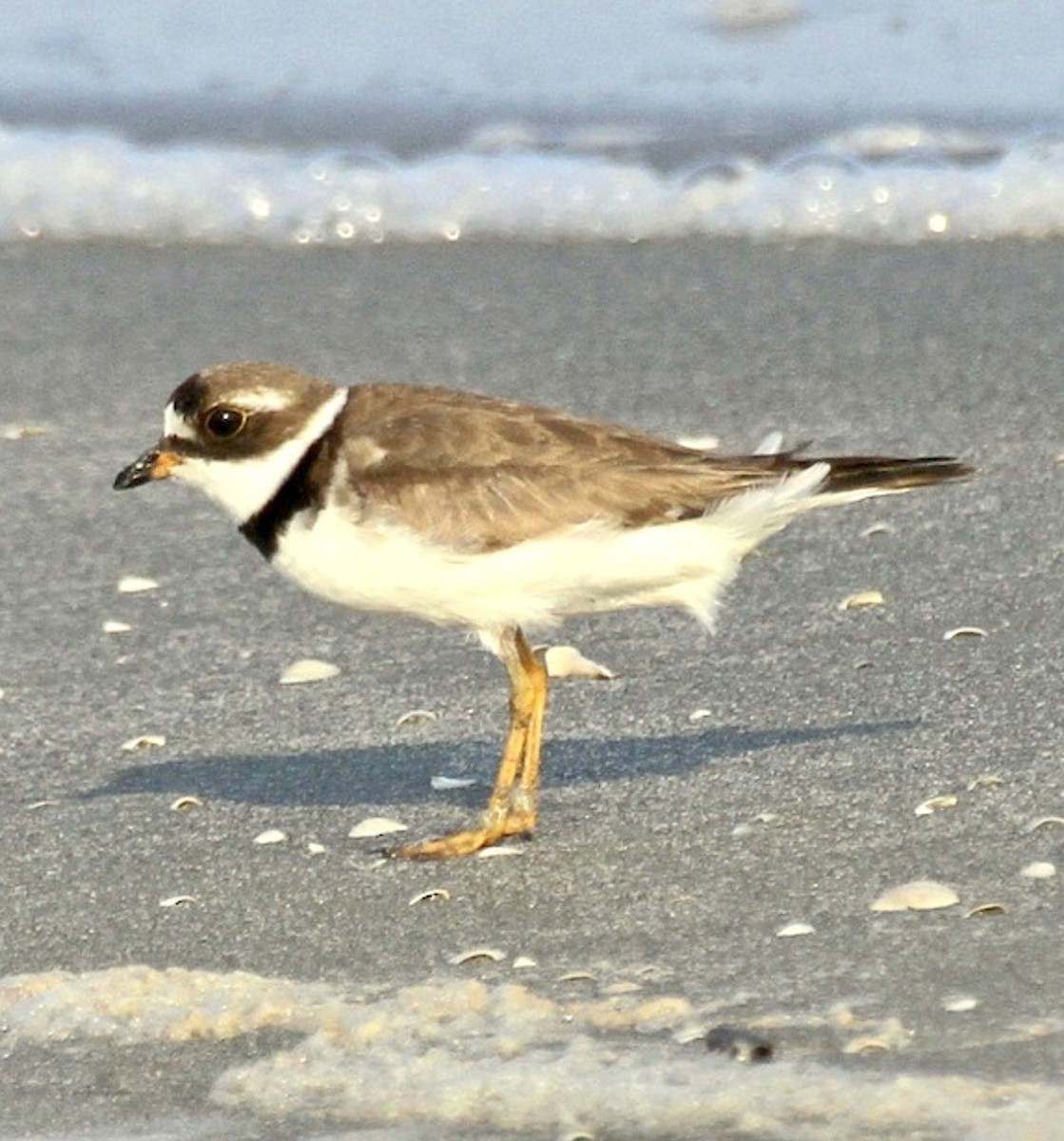 Semipalmated Plover - ML644585198