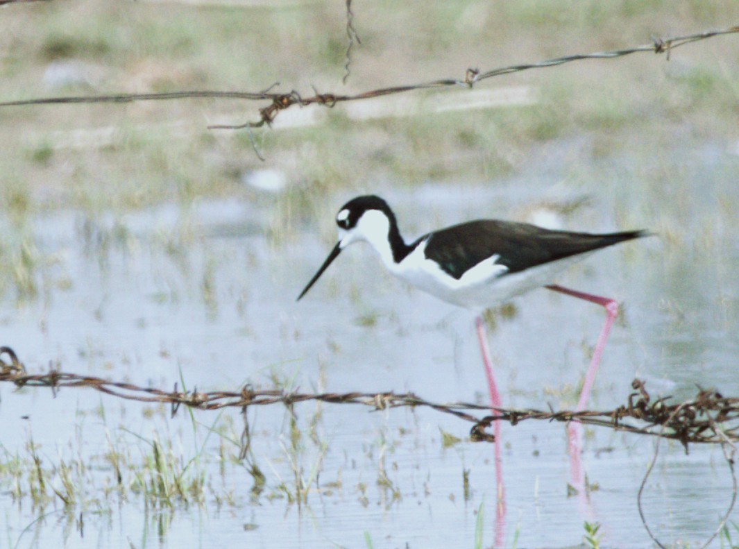 Black-necked Stilt - ML644585201