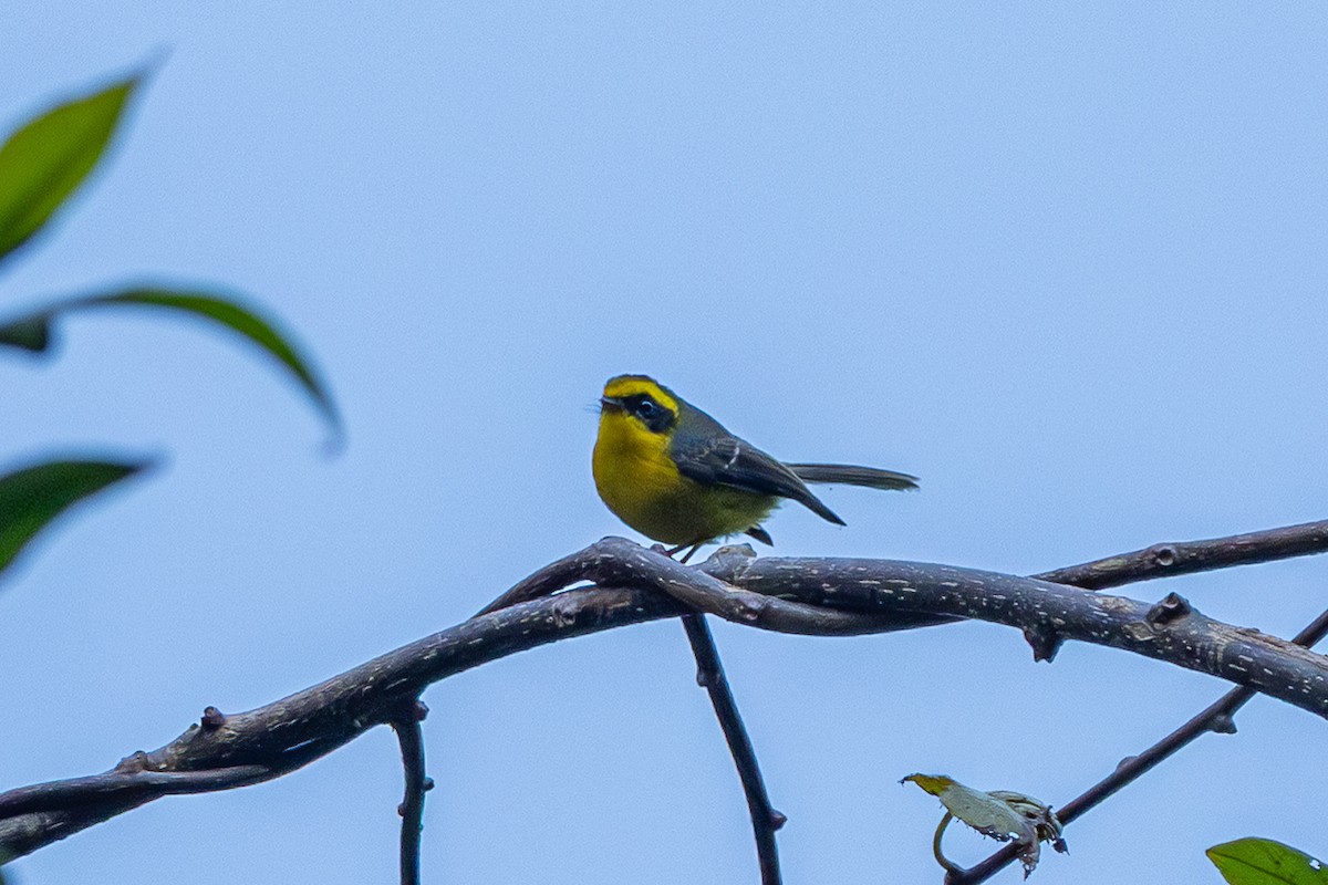 Yellow-bellied Fairy-Fantail - ML644585202