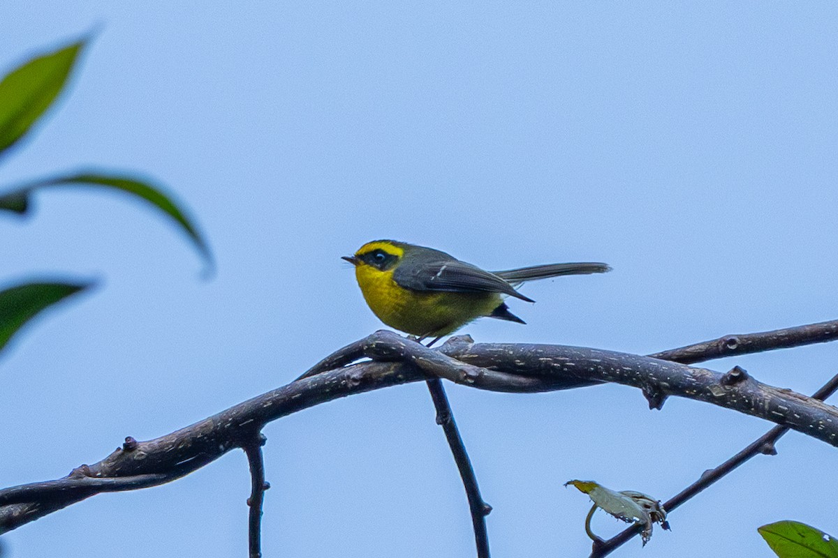 Yellow-bellied Fairy-Fantail - ML644585203