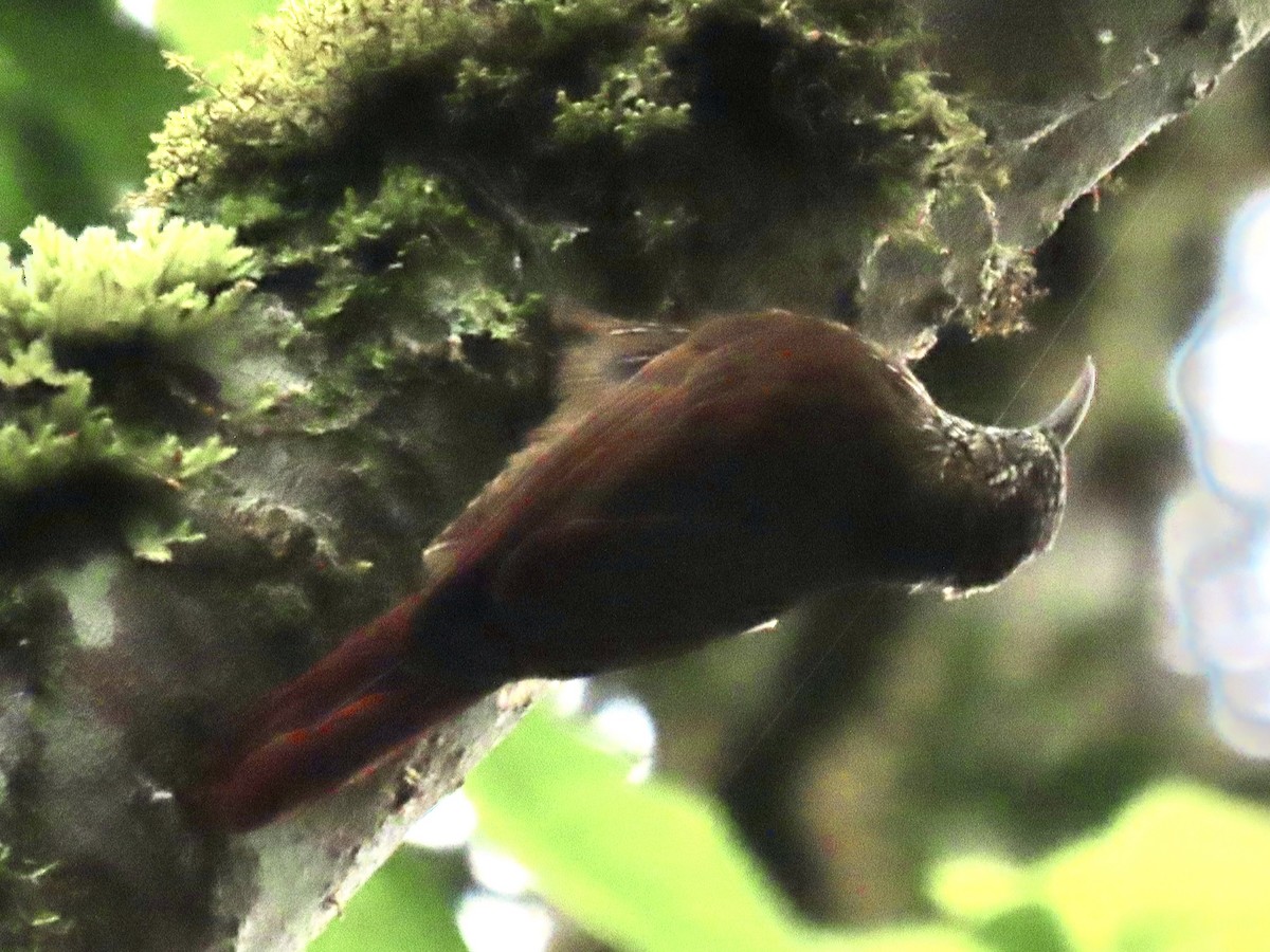 Montane Woodcreeper - ML644585205