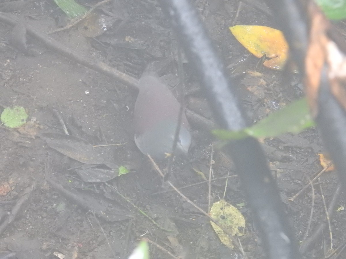 Costa-Rica-Taube - ML644585206