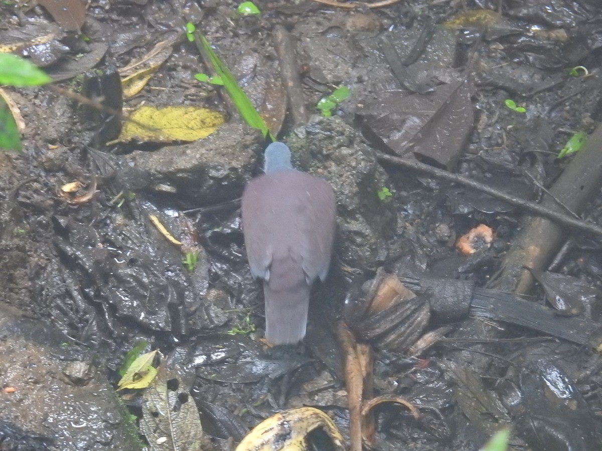 Costa-Rica-Taube - ML644585207