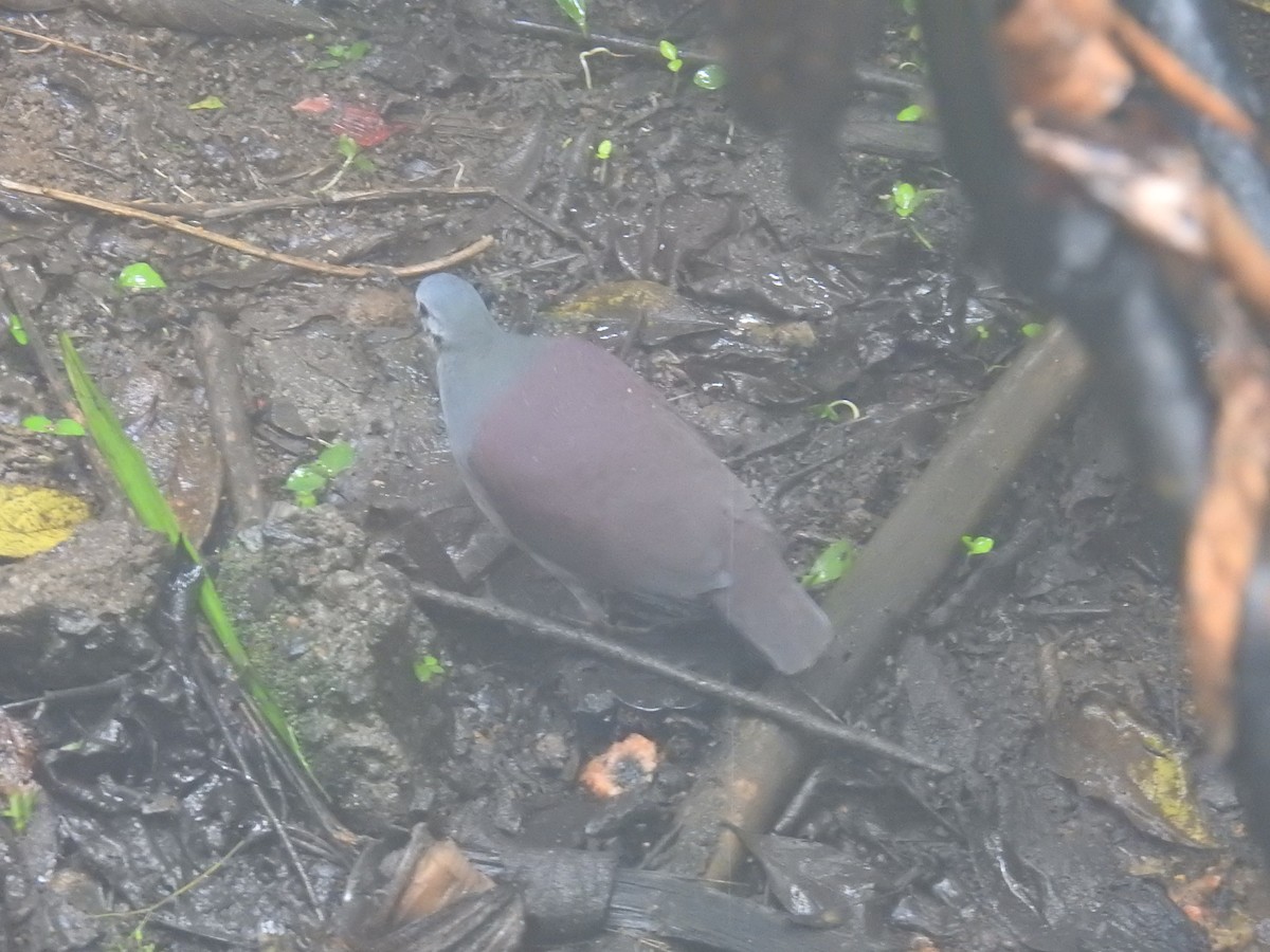 Costa-Rica-Taube - ML644585208