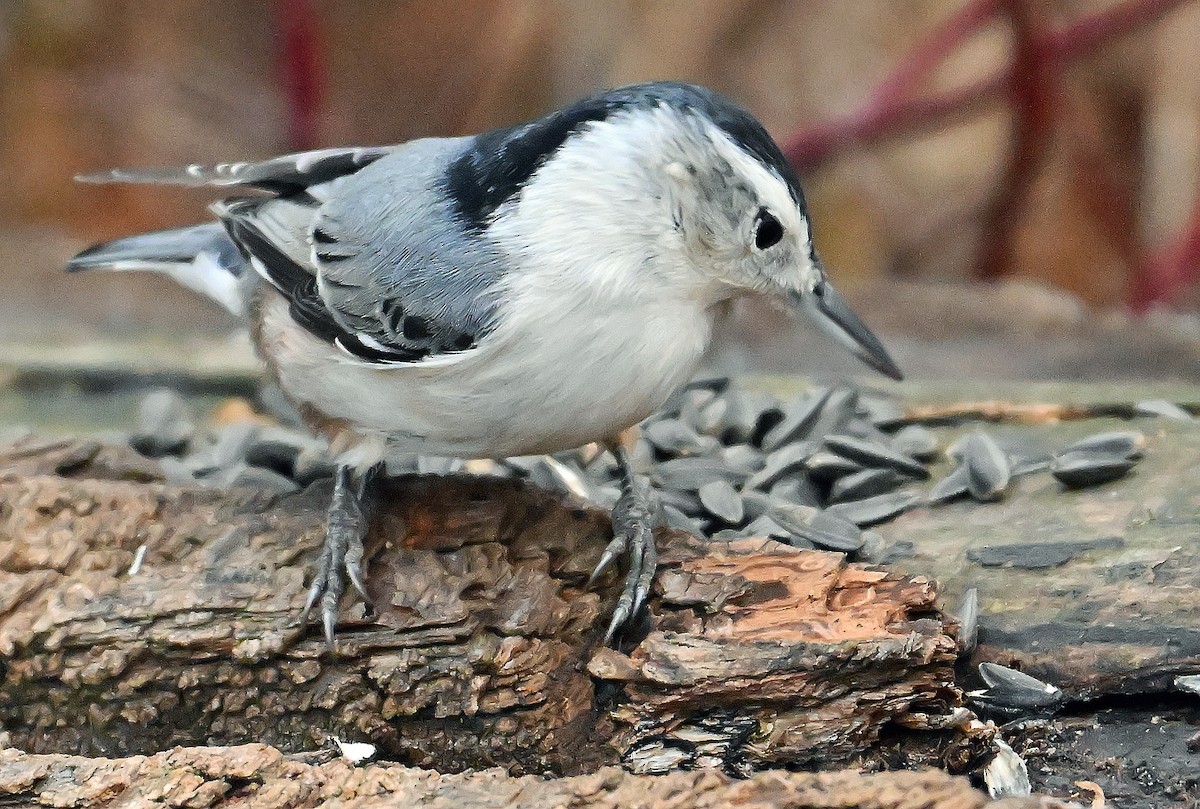 Sittelle à poitrine blanche - ML644585225