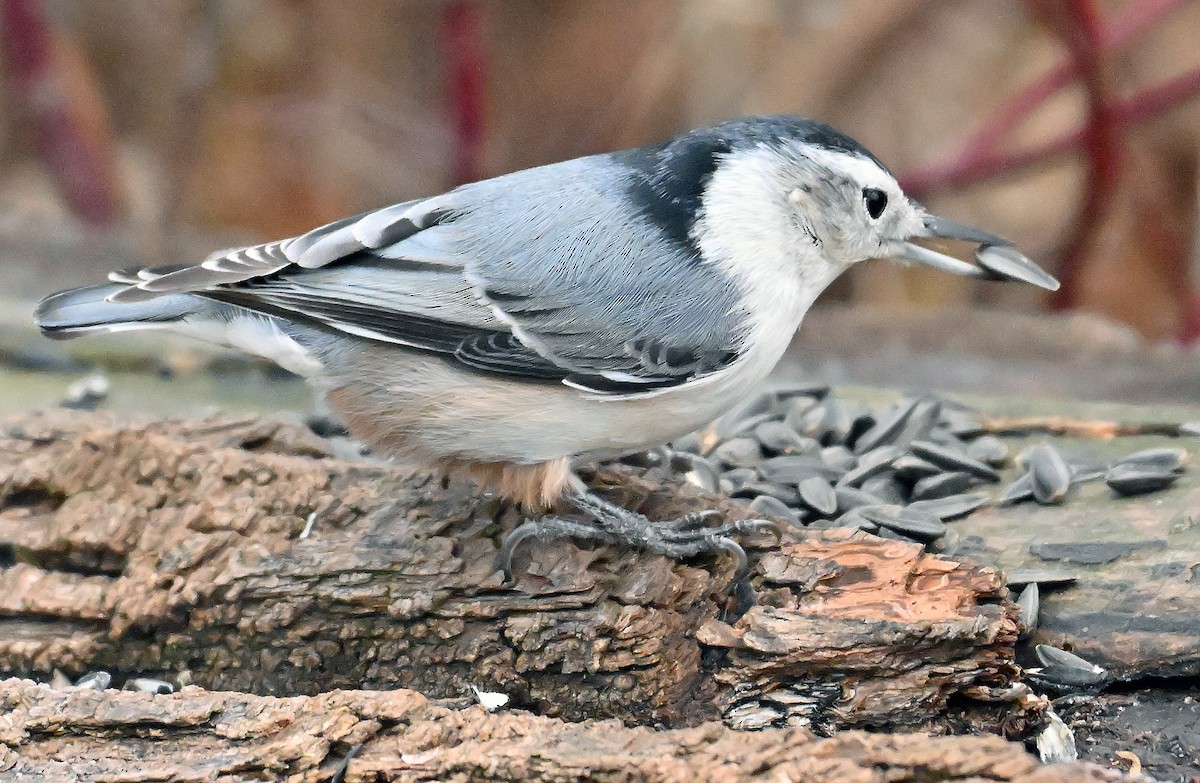 Sittelle à poitrine blanche - ML644585226