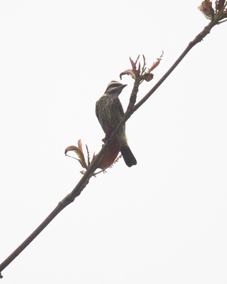 Tyran tacheté - ML644585228