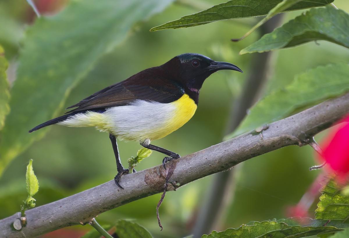 Purple-rumped Sunbird - ML644585242
