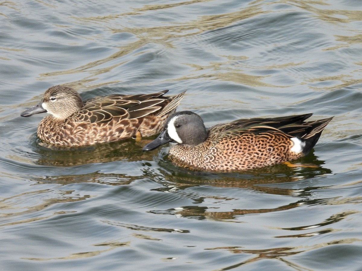 Cerceta Aliazul - ML644585246