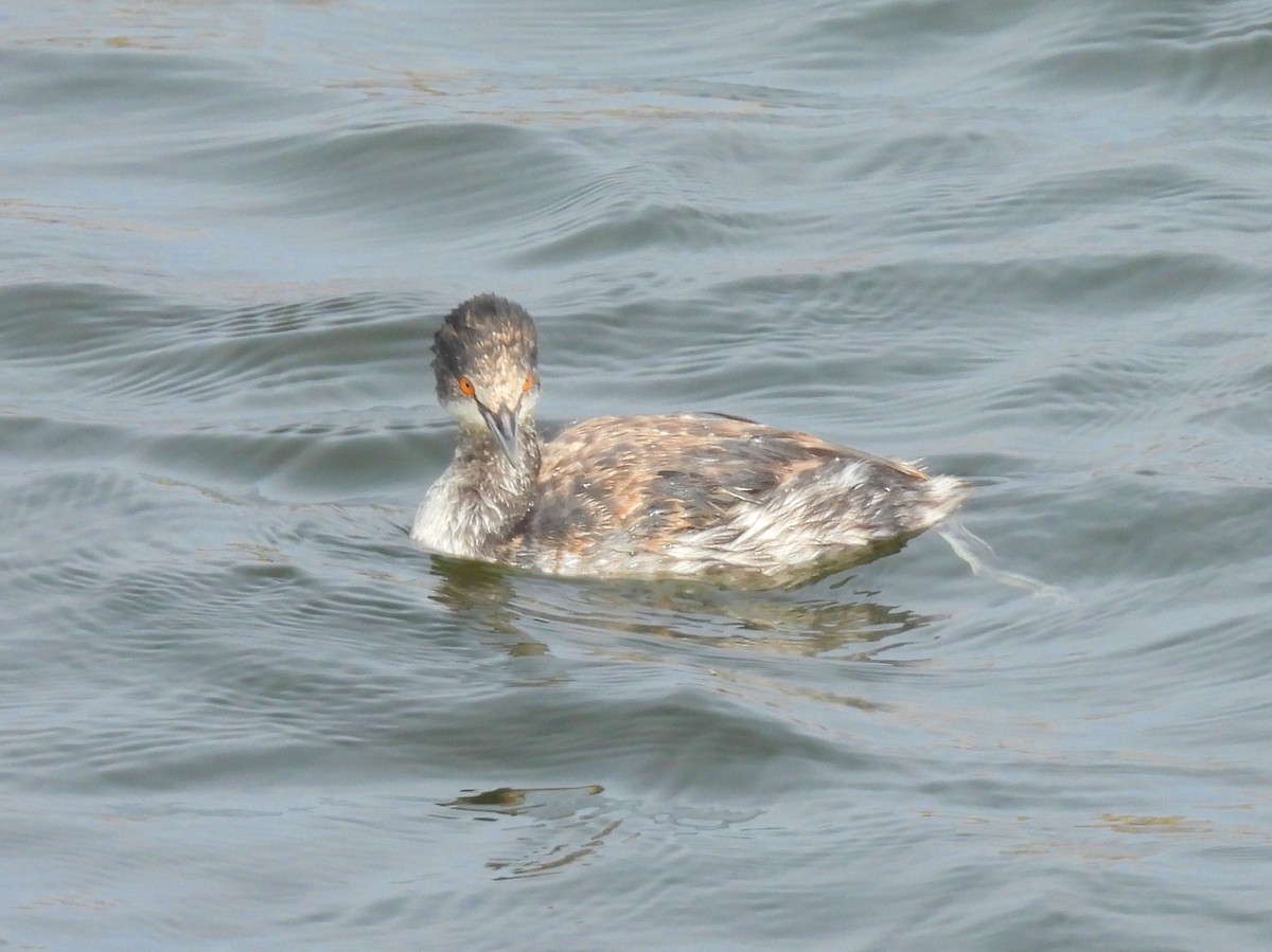 Eared Grebe - ML644585258
