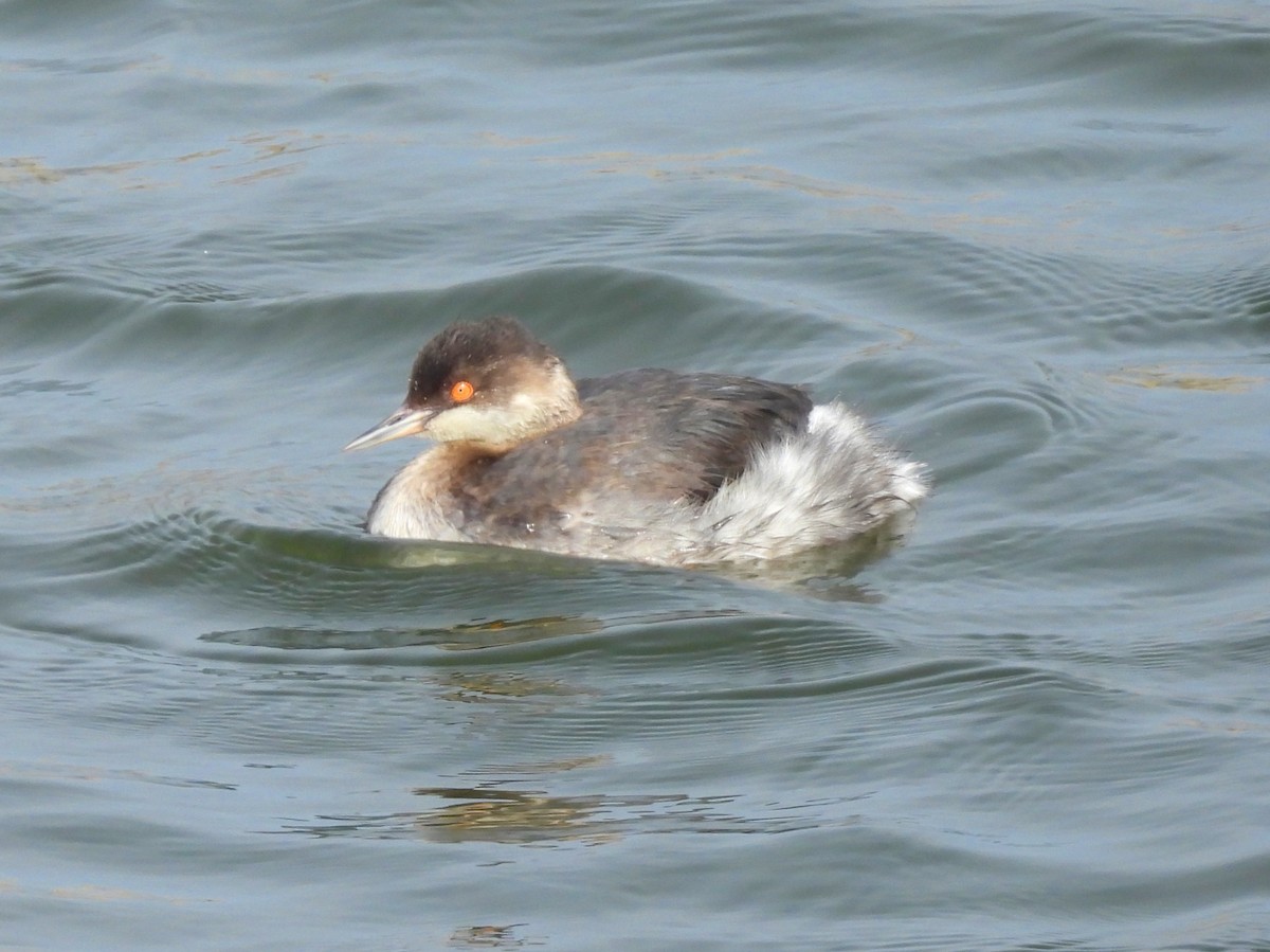 Eared Grebe - ML644585259