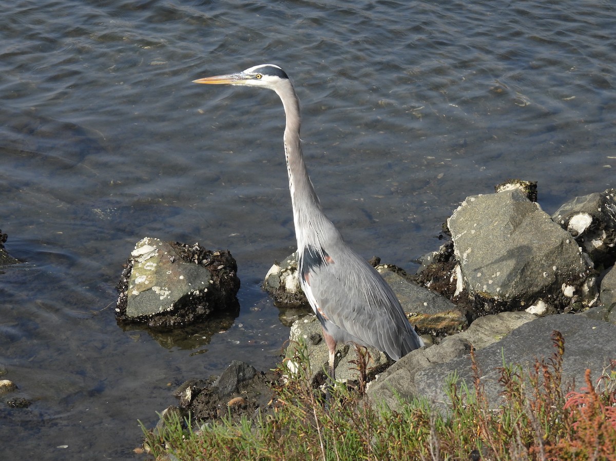 Amerika Gri Balıkçılı - ML644585268