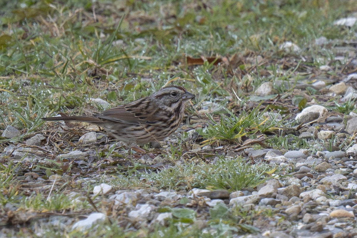 Ötücü Serçe - ML644585269