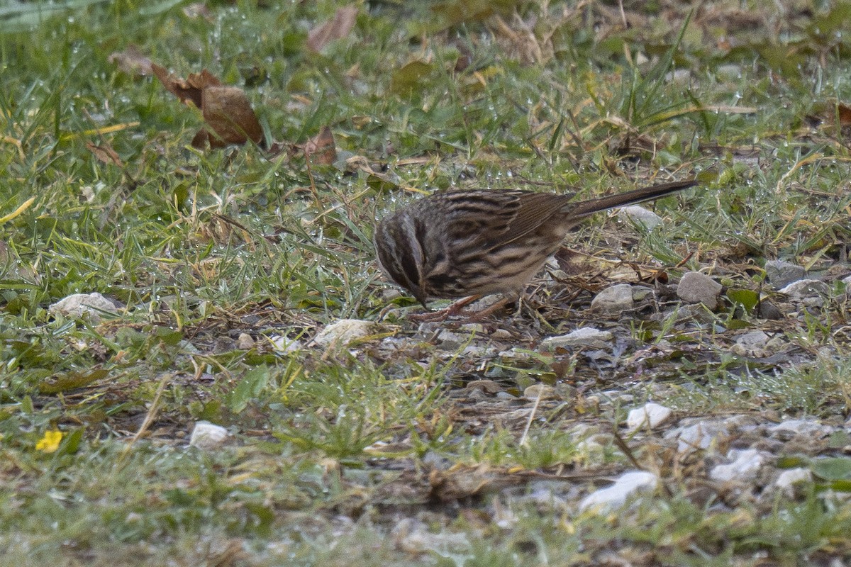 Ötücü Serçe - ML644585273