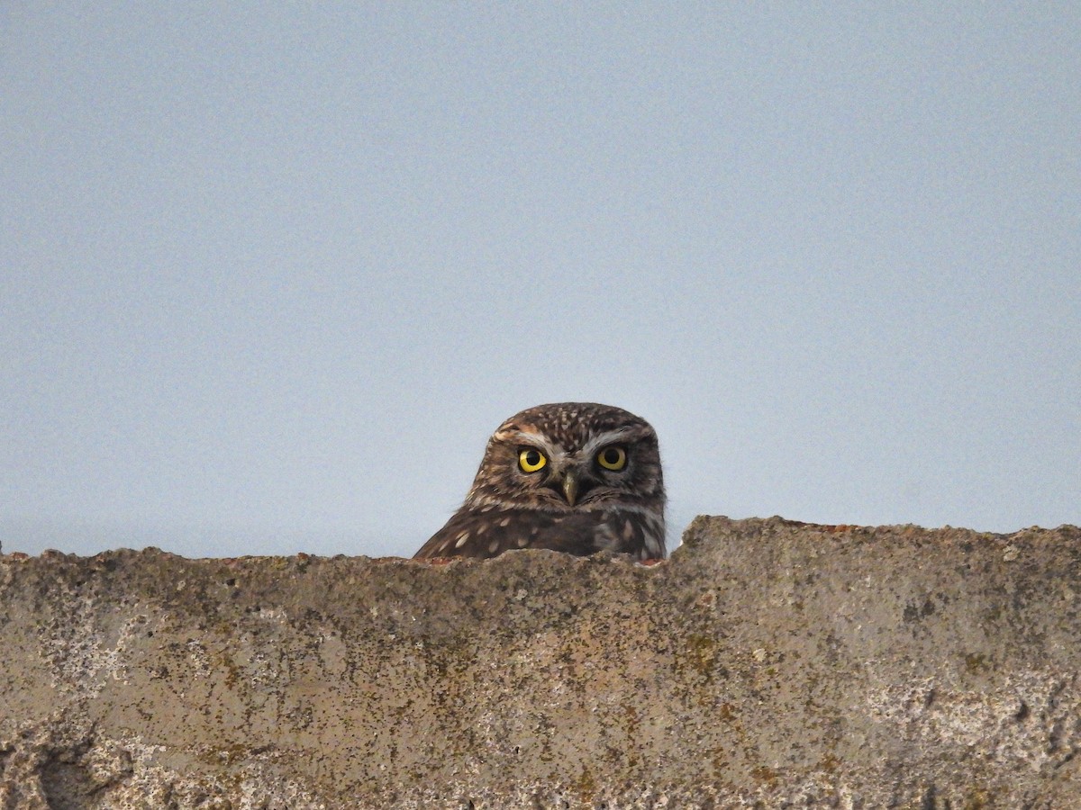 Chevêche d'Athéna - ML644585281