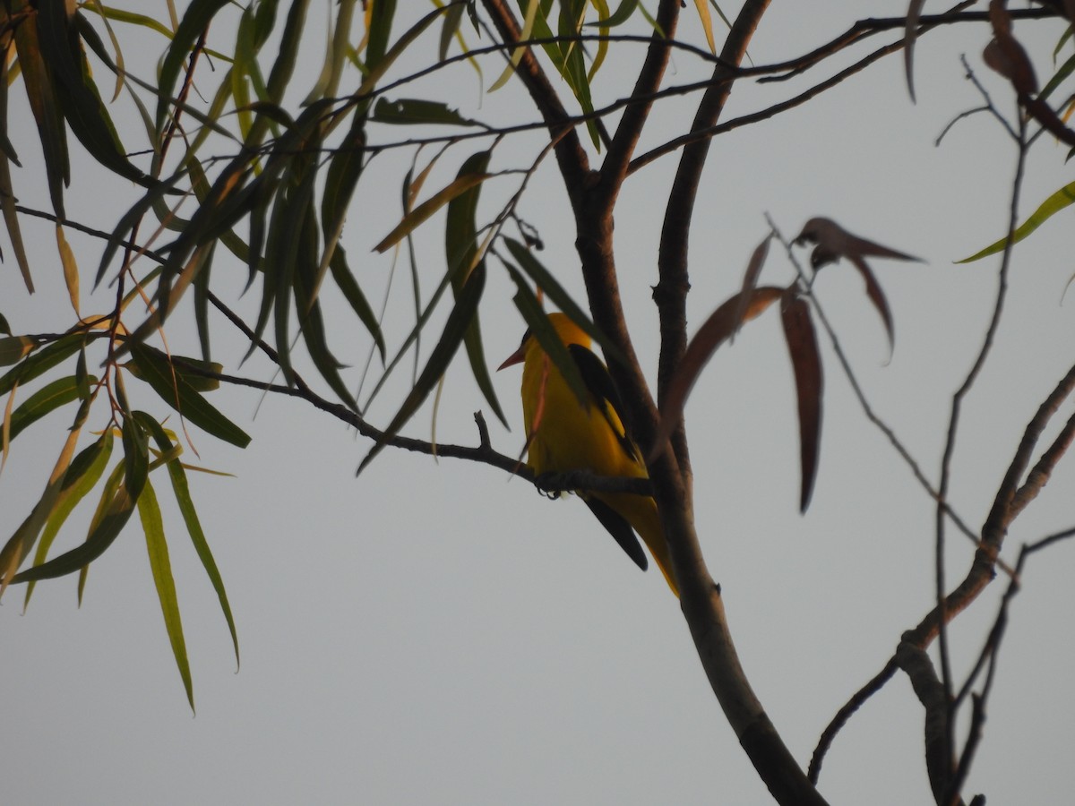 Indian Golden Oriole - ML644585288