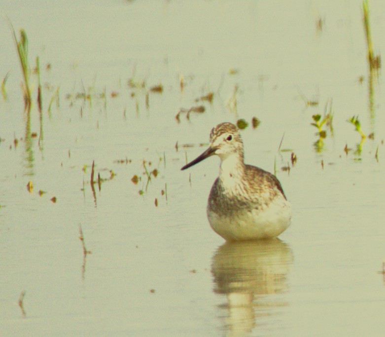 Archibebe Patigualdo Grande - ML644585296