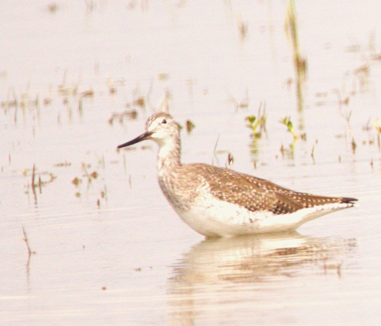 Archibebe Patigualdo Grande - ML644585297