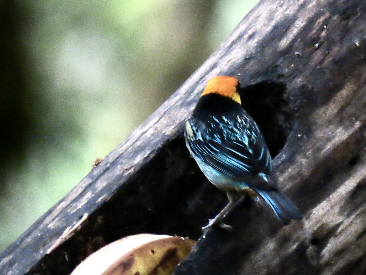 Saffron-crowned Tanager - ML644585303