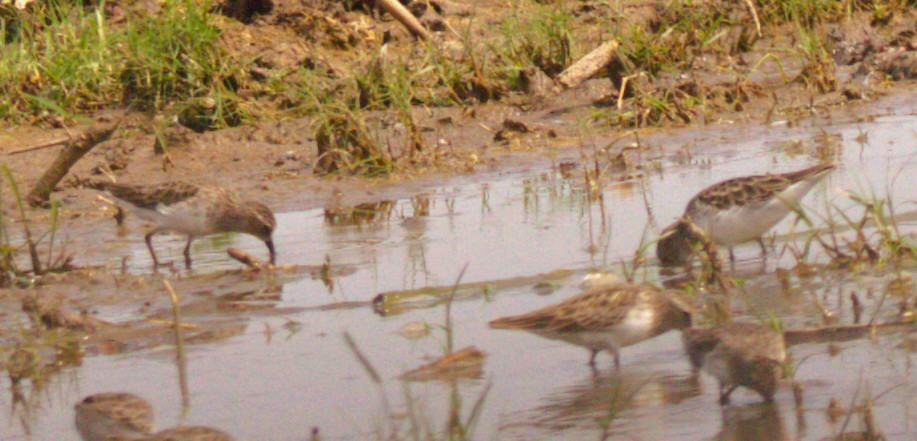 Correlimos Menudillo - ML644585309