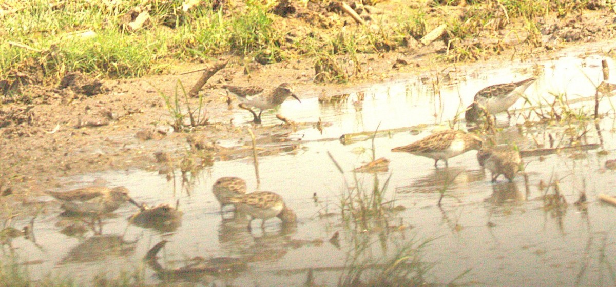 Correlimos Menudillo - ML644585310