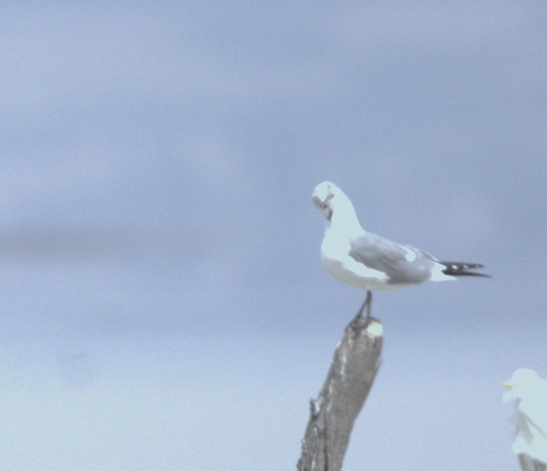 Gaviota Guanaguanare - ML644585338