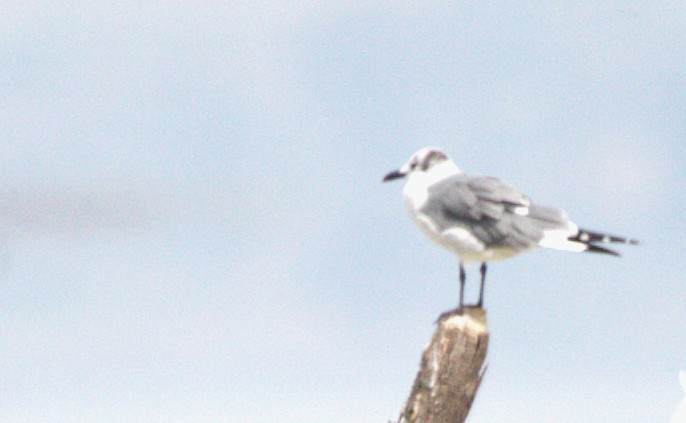 Gaviota Guanaguanare - ML644585339