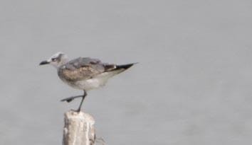 Gaviota Guanaguanare - ML644585340